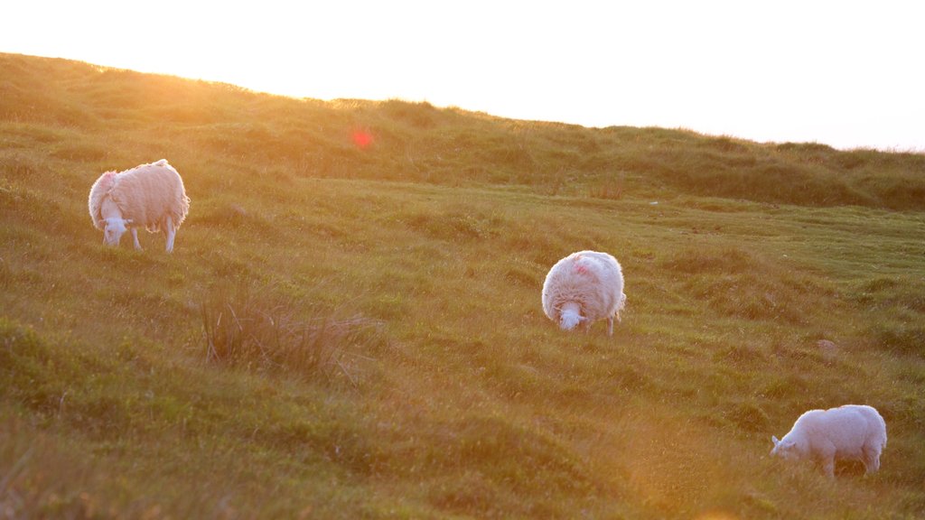 Parque Nacional Brecon Beacons mostrando granja, un atardecer y animales terrestres