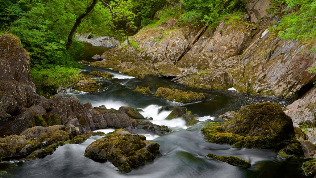 Swallow Falls presenterar forsar och en å eller flod