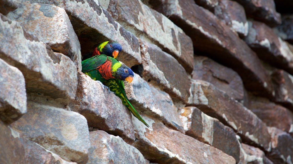 Plantasia que inclui vida das aves