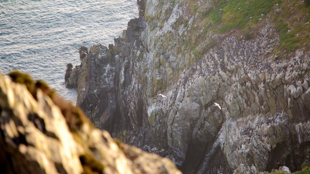 South Stack Lighthouse mostrando vista general a la costa y costa rocosa