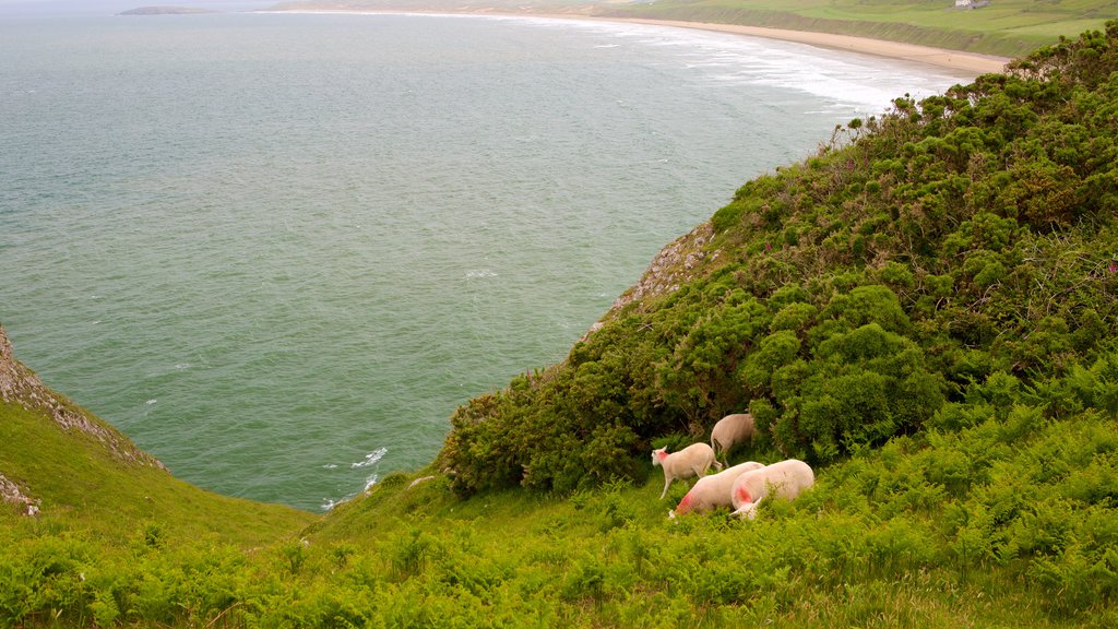 Rhossili Beach featuring mountains, general coastal views and land animals