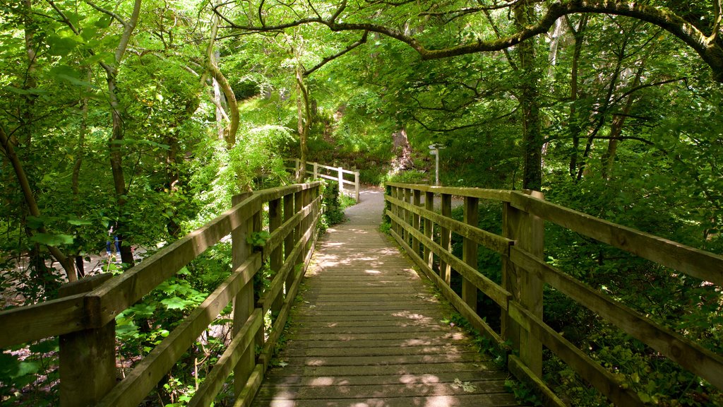 Llangefni which includes hiking or walking, forests and rainforest