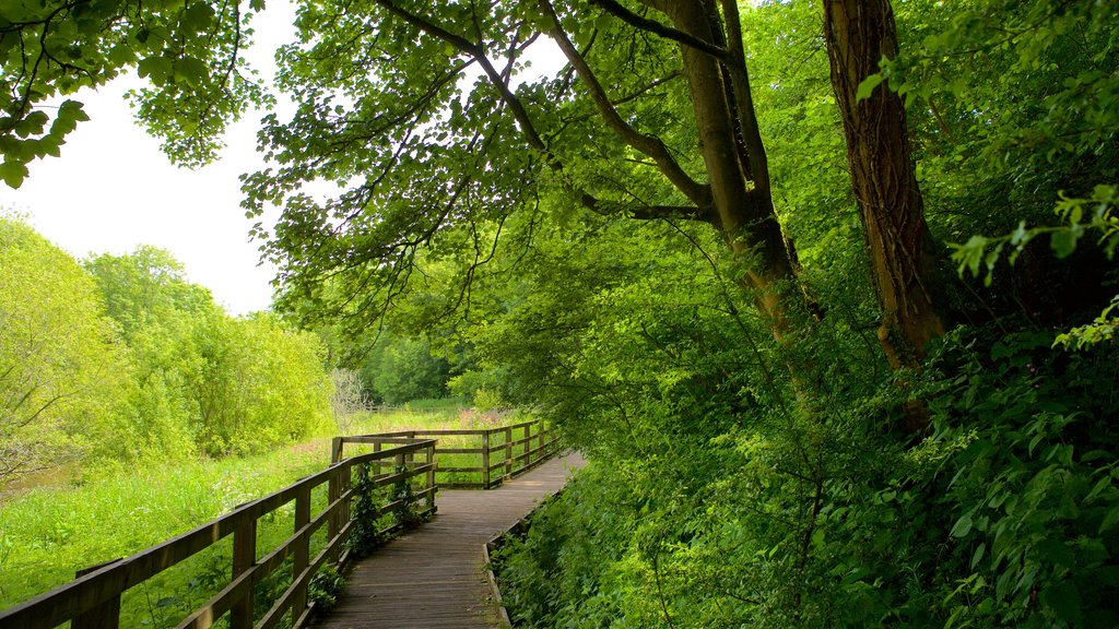 Llangefni which includes forest scenes and hiking or walking