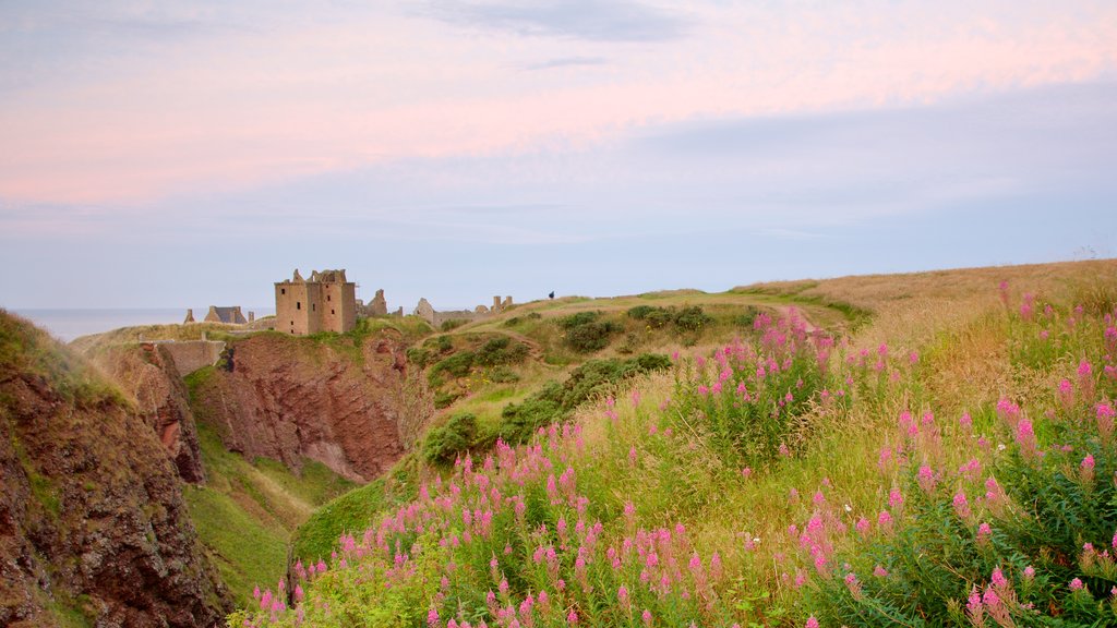 Dunnottar Castle montrant fleurs sauvages et terre agricole