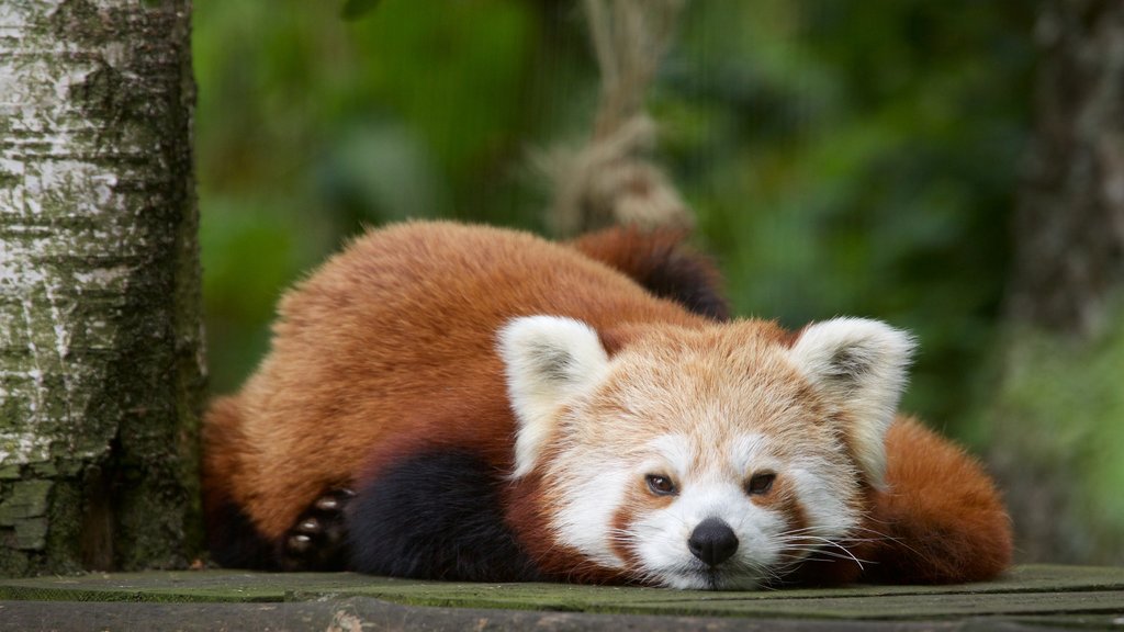 Highland Wildlife Park joka esittää söpöt tai ystävälliset eläimet