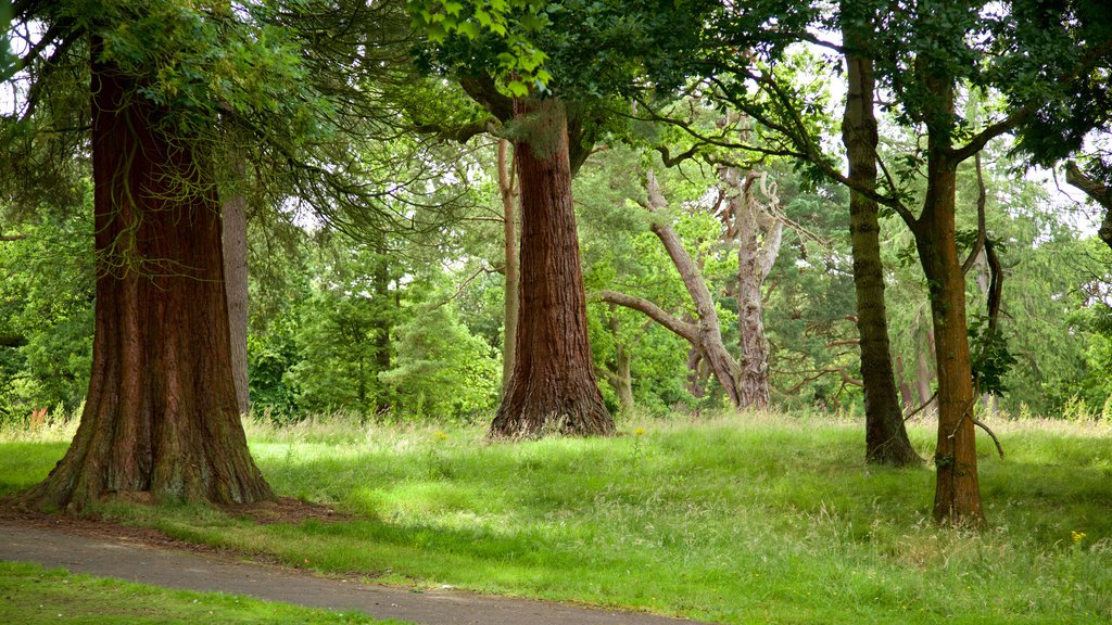 Callendar House que incluye bosques