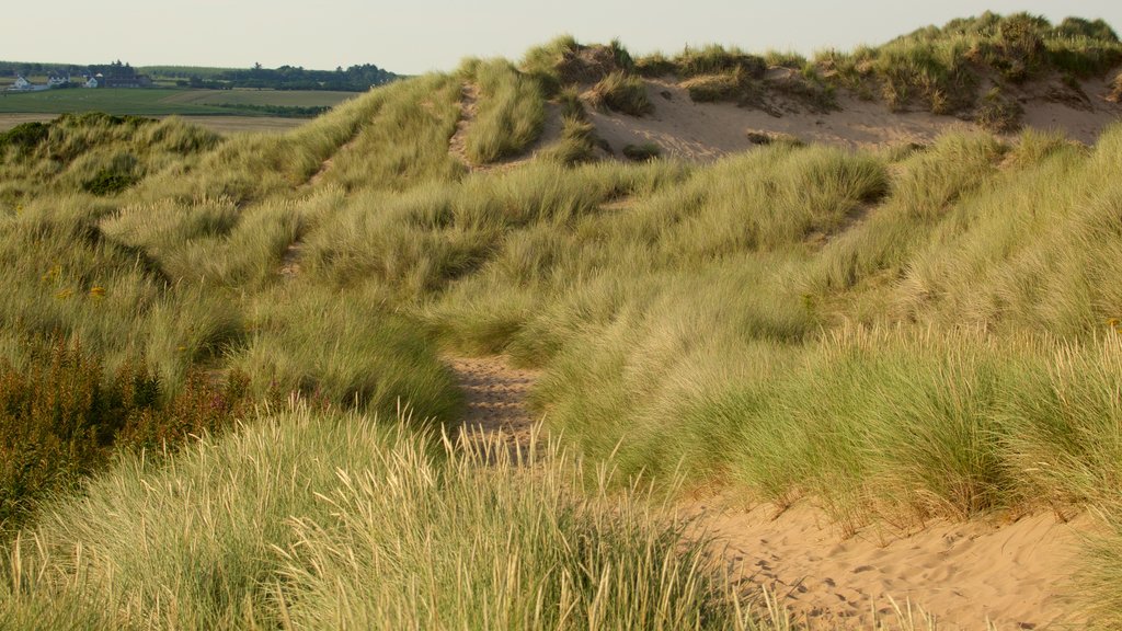 Balmedie Country Park mettant en vedette une plage