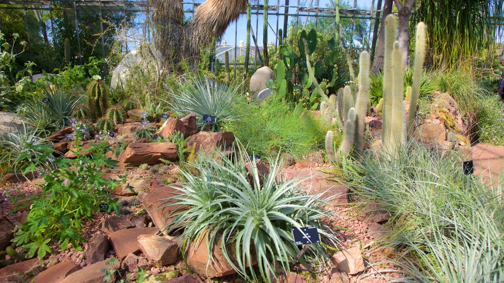 Royal Botanic Garden mostrando um jardim