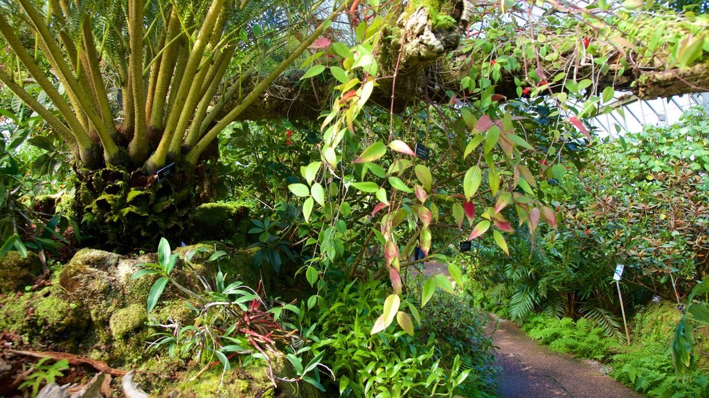 Royal Botanic Garden showing a garden