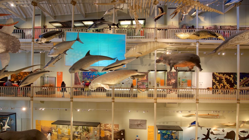 National Museum of Scotland showing interior views