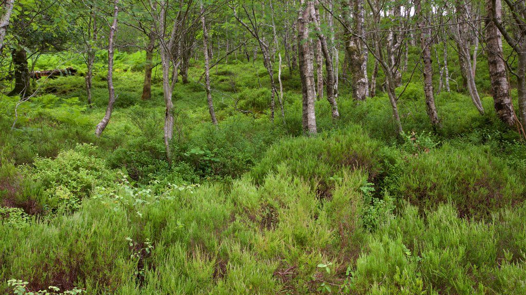 Lago Katrine que incluye escenas forestales