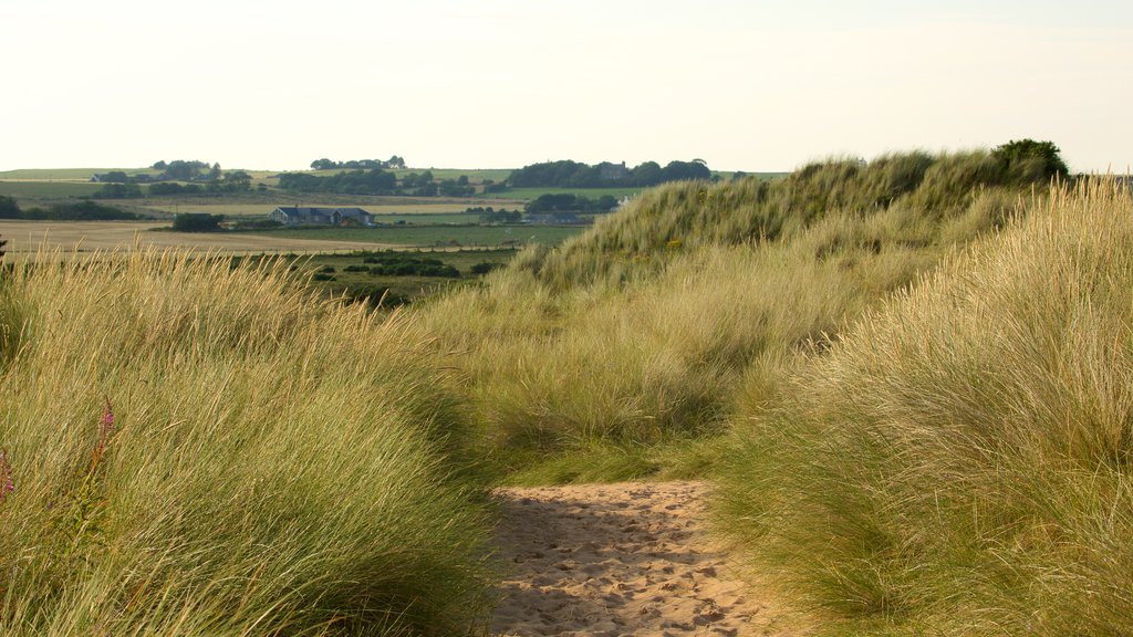 Balmedie Country Park which includes a sandy beach