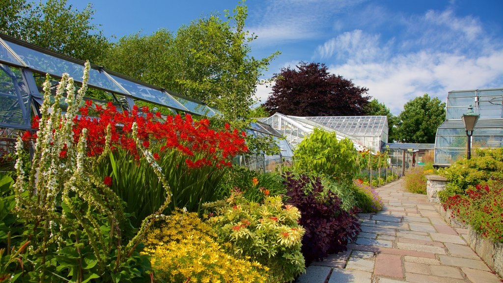 Duthie Park Winter Gardens showing a garden