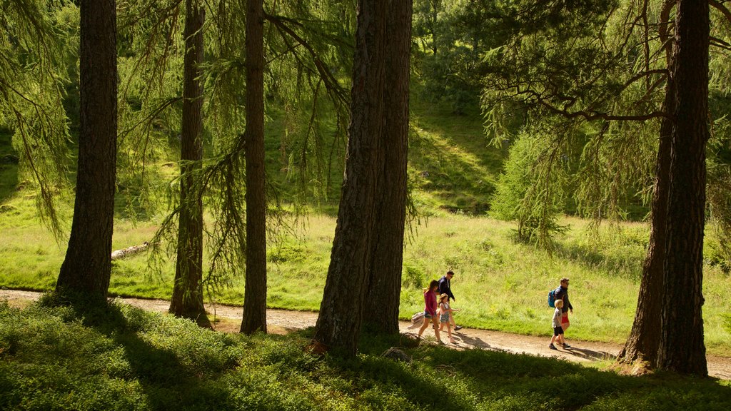 Loch an Eilein showing forest scenes and hiking or walking as well as a family