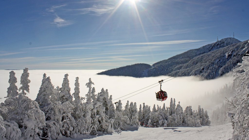 Stowe Mountain Resort showing a gondola, forest scenes and snow