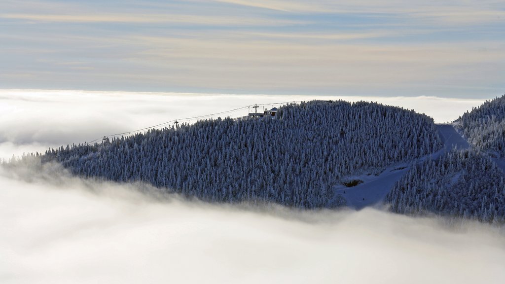 Stowe Mountain Resort showing mist or fog, snow and forest scenes