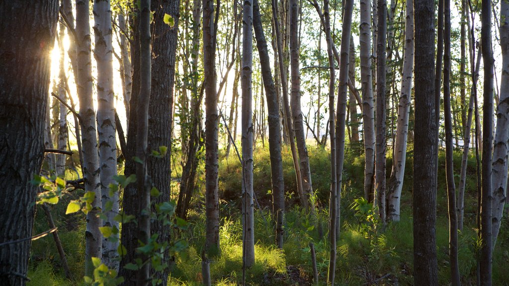 Tony Knowles Coastal Trail fasiliteter samt solnedgang og skoglandskap