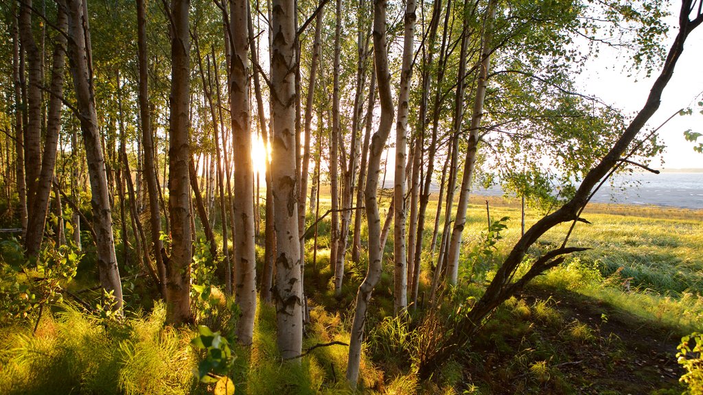 Tony Knowles Coastal Trail som viser solnedgang og skoglandskap