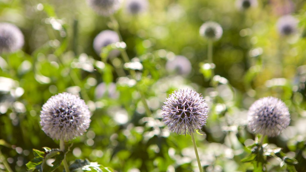 Alaskas Botaniske Have som viser vilde blomster