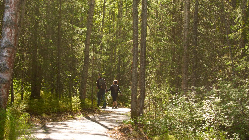 Alaska Botanical Garden featuring forest scenes