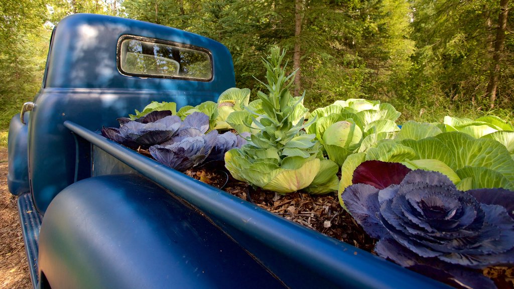 Alaska Botanical Garden featuring a garden