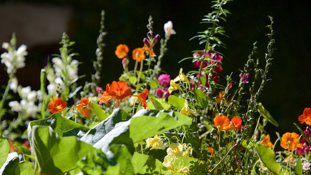 Alaska Botanical Garden que incluye flores