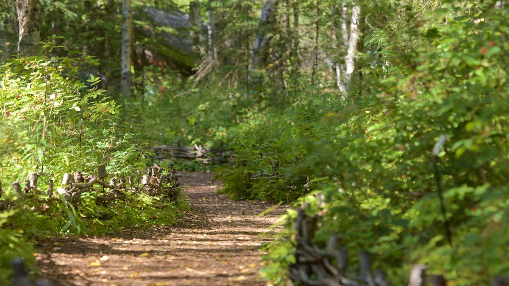 Alaska Botanical Garden showing forests