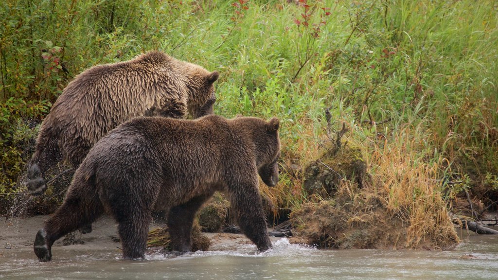 Parque Nacional y Reserva del Lago Clark que incluye animales terrestres y animales peligrosos