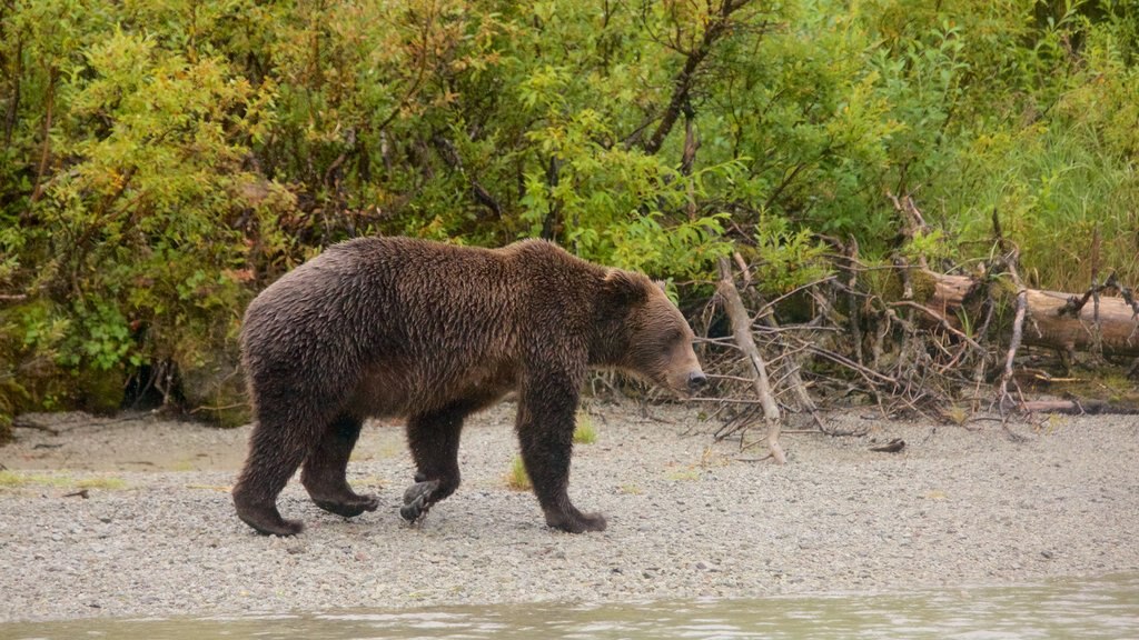 Lake Clark National Park and Preserve toont landdieren en gevaarlijke dieren