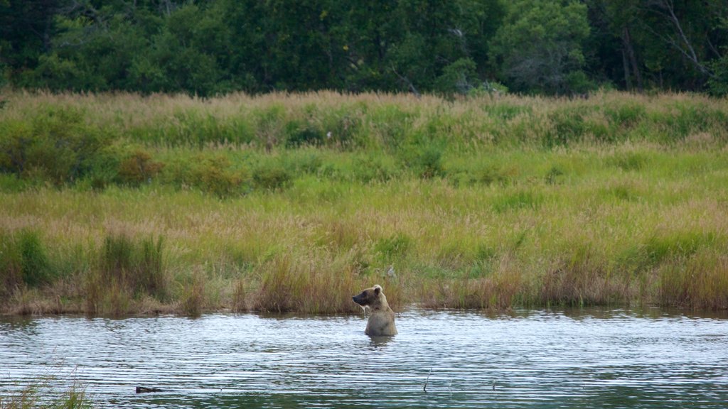 King Salmon ofreciendo un río o arroyo y animales peligrosos