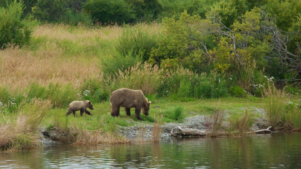 King Salmon mostrando un río o arroyo y animales peligrosos