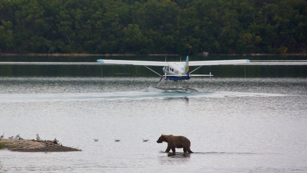 King Salmon que inclui um rio ou córrego e animais perigosos