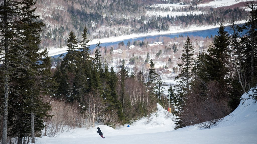 Marble Mountain showing snow and forest scenes