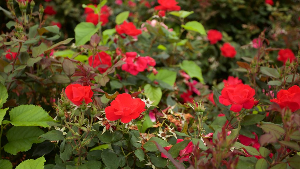 Burlington caracterizando flores silvestres e flores