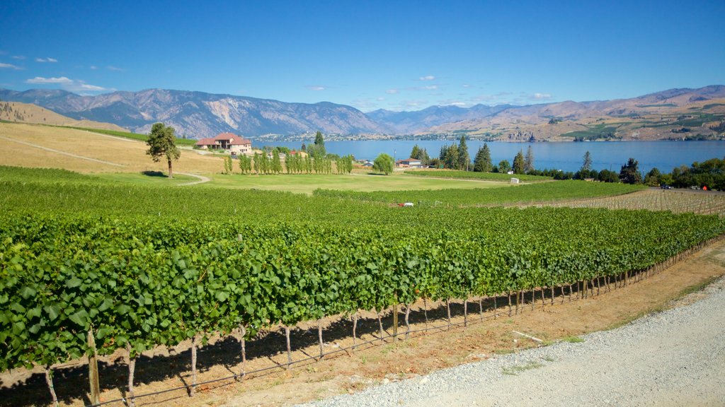 Chelan ofreciendo tierras de cultivo