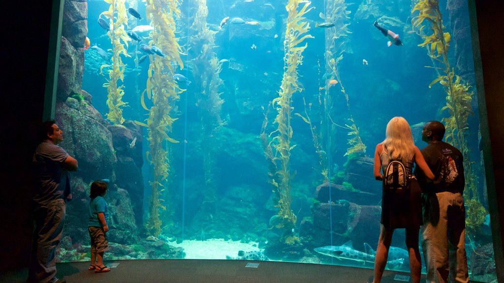 California Science Center showing marine life and interior views