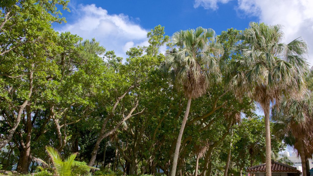 Kabira Park showing a garden