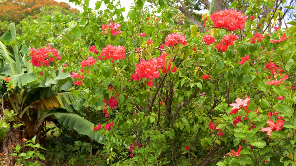 Cueva caliza de la isla de Ishigaki ofreciendo flores y un parque