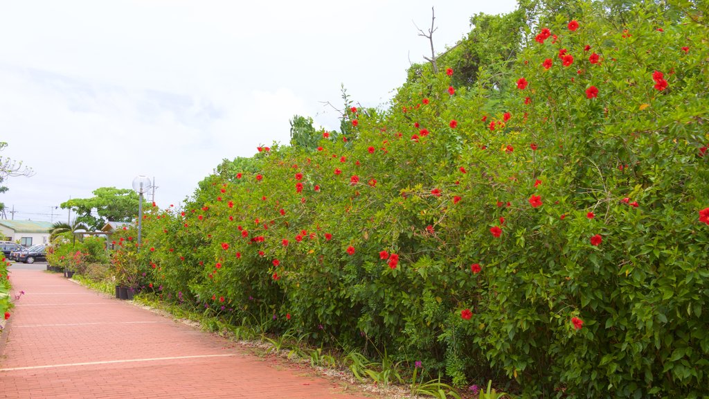 Ishigaki-öns kalkstensgrotta som visar blommor