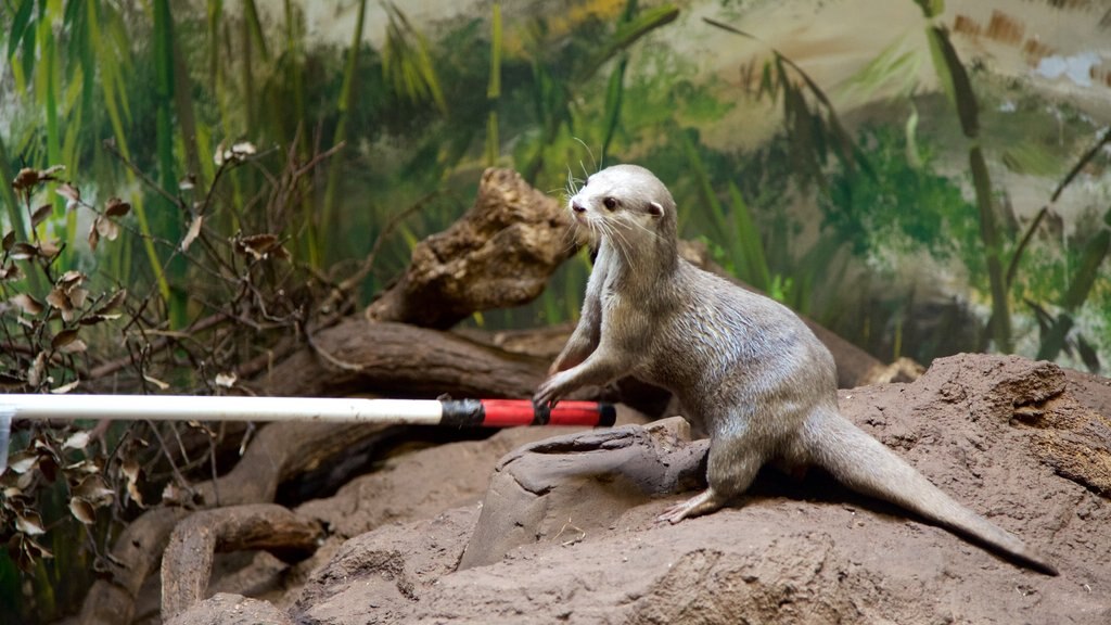 Lakeside menunjukkan fauna