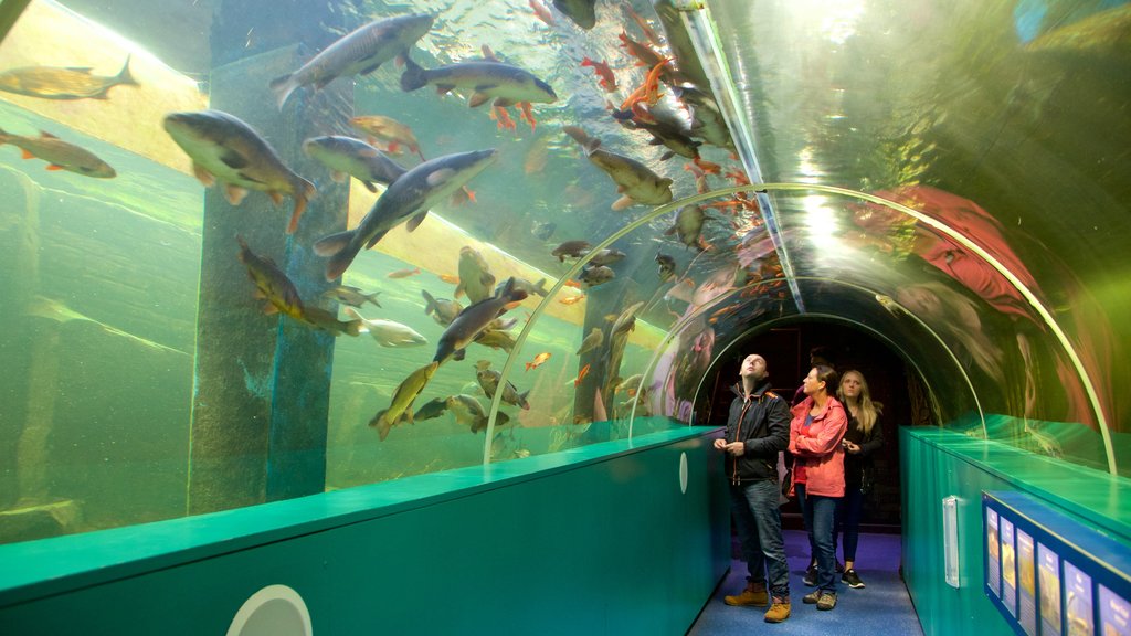 Lakeside showing marine life and interior views as well as a small group of people