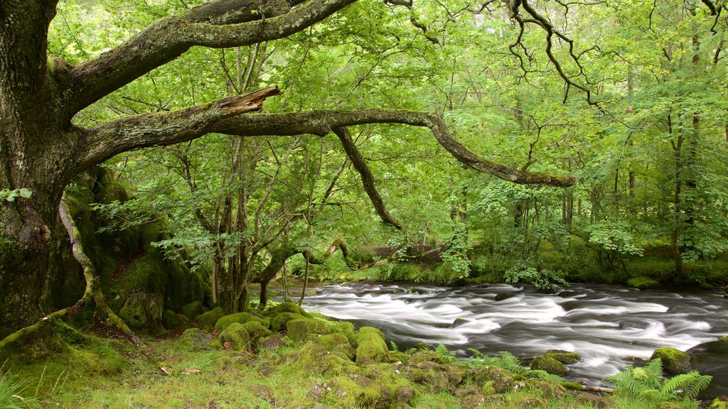 Lake District National Park which includes rainforest and a river or creek