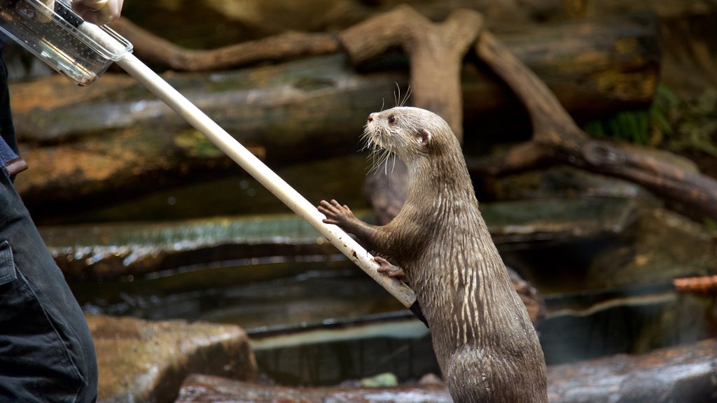 Lakeside mettant en vedette animaux gentils ou câlins