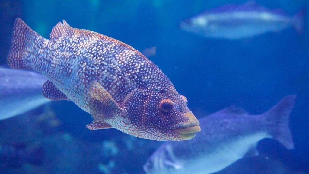 National Marine Aquarium showing marine life