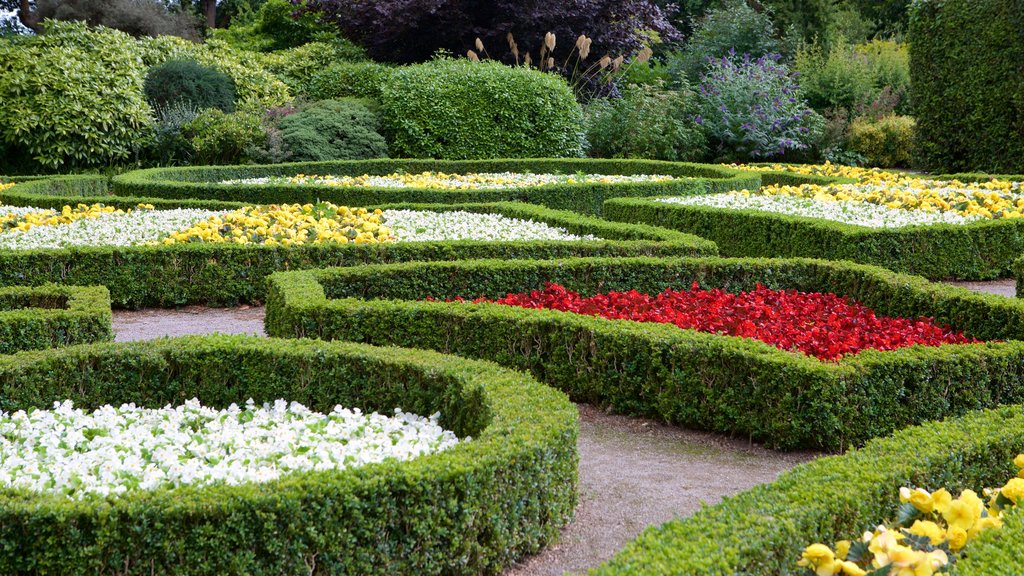 Mount Edgcumbe montrant fleurs et un jardin