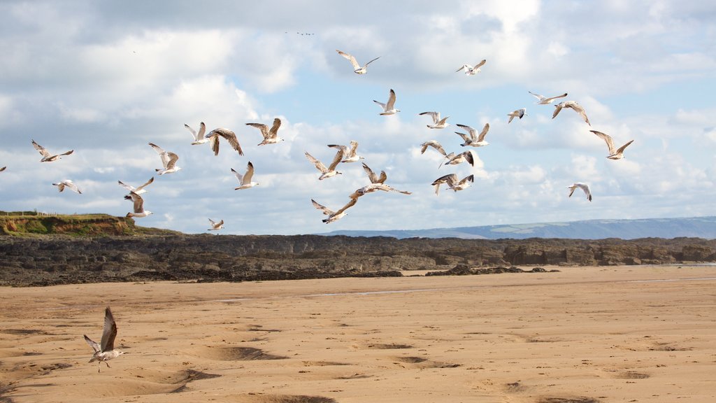 Croyde mostrando vida de las aves y una playa