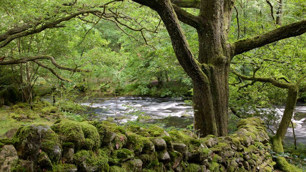 Lake District National Park mostrando bosques y un río o arroyo