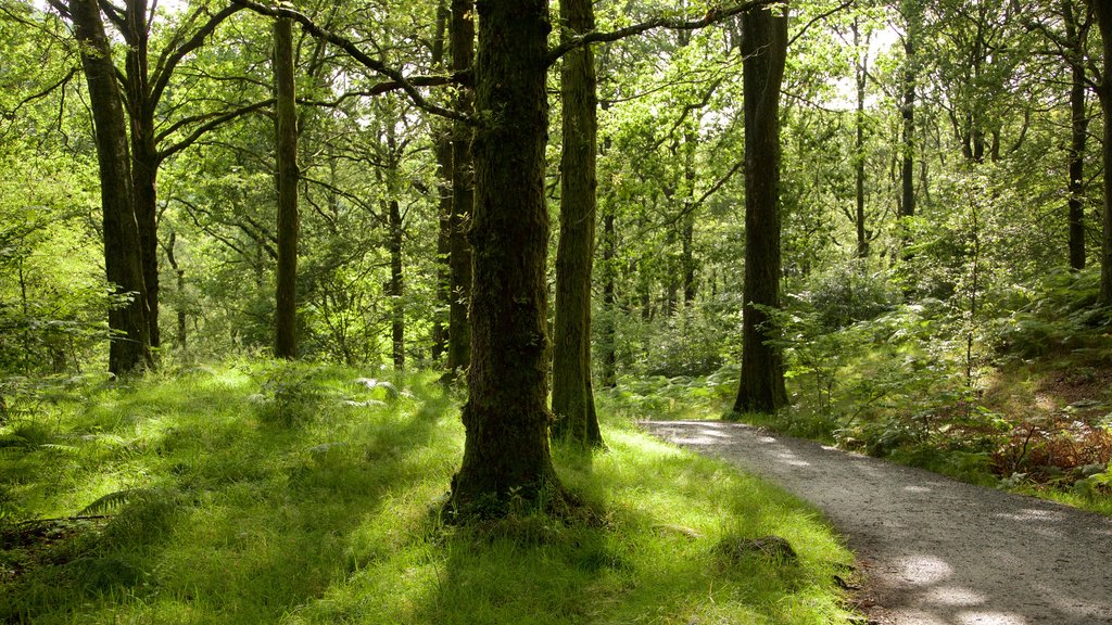 Lake District National Park showing forest scenes