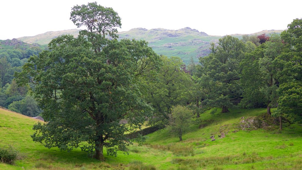 Lake District National Park showing tranquil scenes