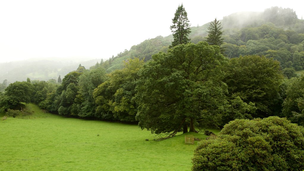 Lake District National Park showing tranquil scenes and mist or fog